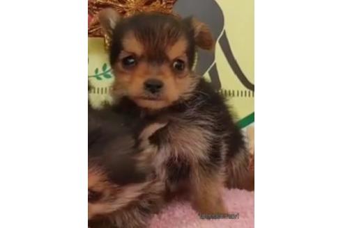 成約済の栃木県のミックス犬-212896の1枚目